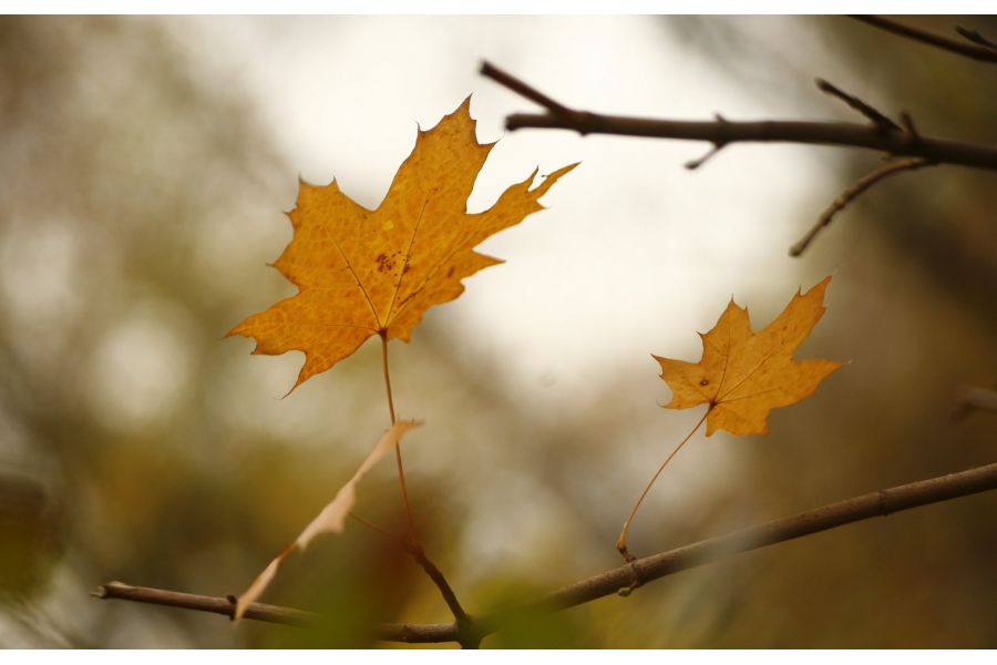 Hanimex MC 28-70mm f/3.5-4.5 Macro для Nikon F