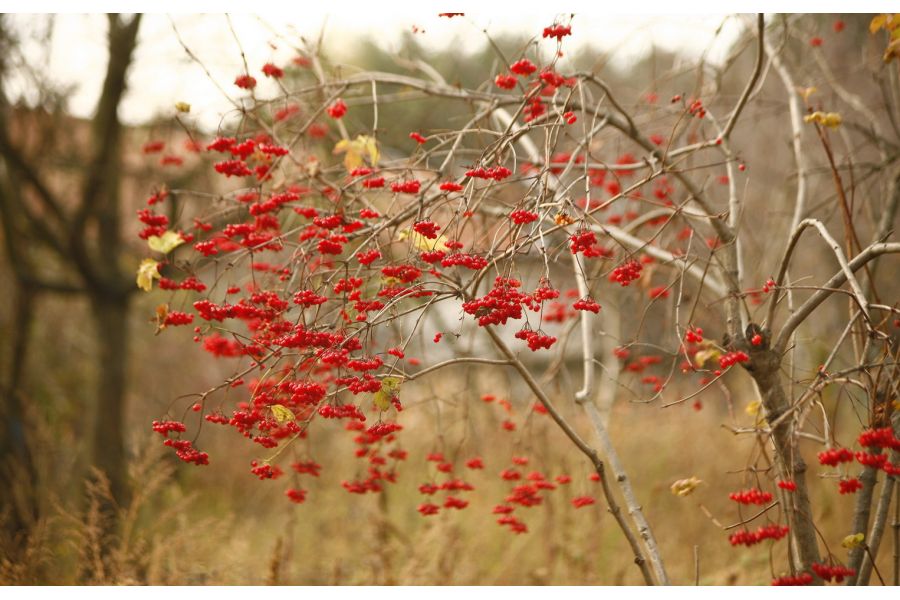 Hanimex MC 28-70mm f/3.5-4.5 Macro для Nikon F