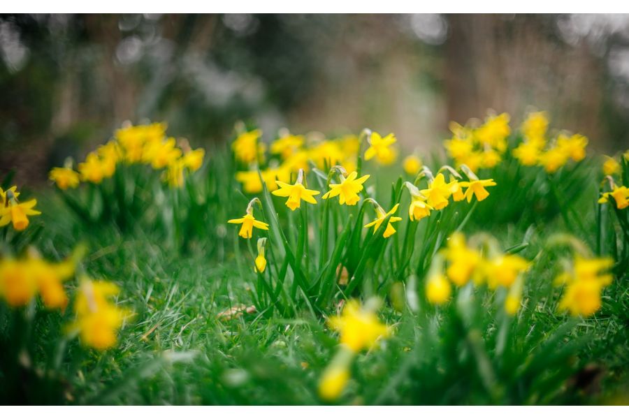 Revuenon Auto 1.4/55mm (Japan, 1977)