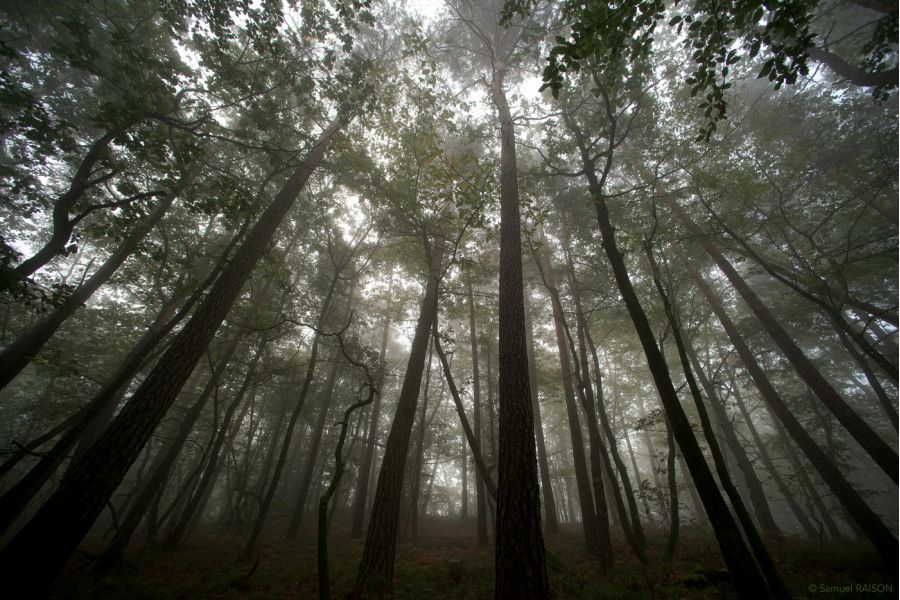 Nikon 14mm f/2.8D ED AF Nikkor (Japan)