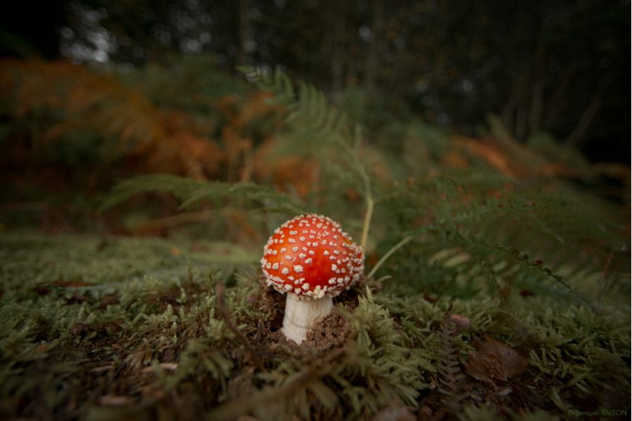 Nikon 14mm f/2.8D ED AF Nikkor (Japan)