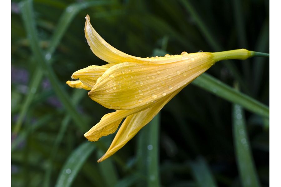 Cosinon-S 1.8/50mm (Japan, 1981)