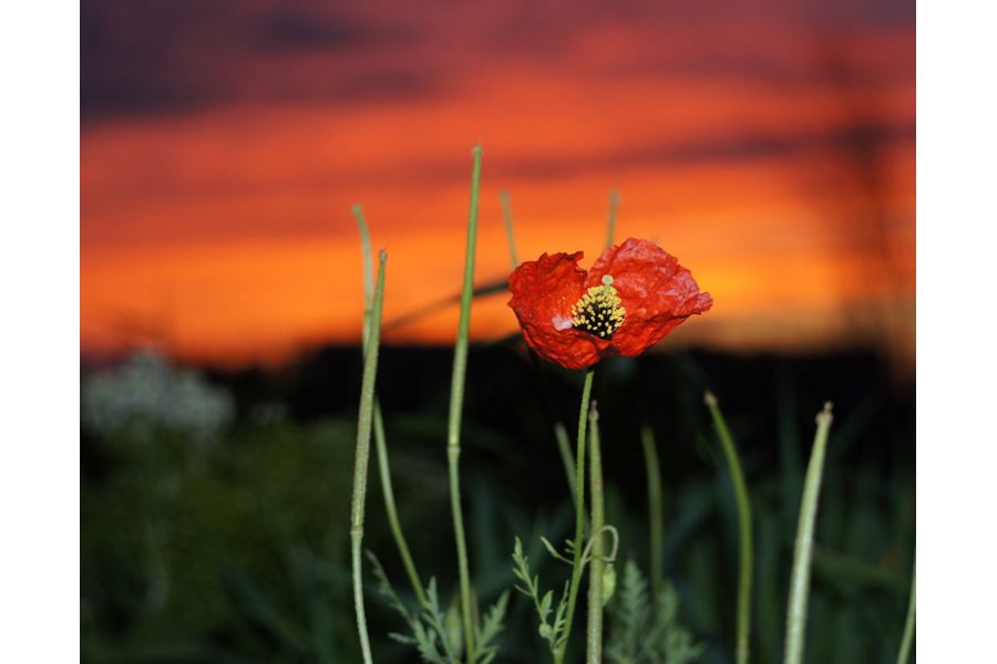 Cosinon-S 1.8/50mm (Japan, 1981)