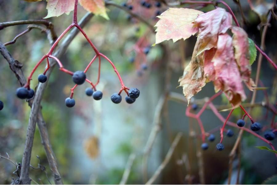 Quantaray Tech-10 2.8/24mm МС CN AF 