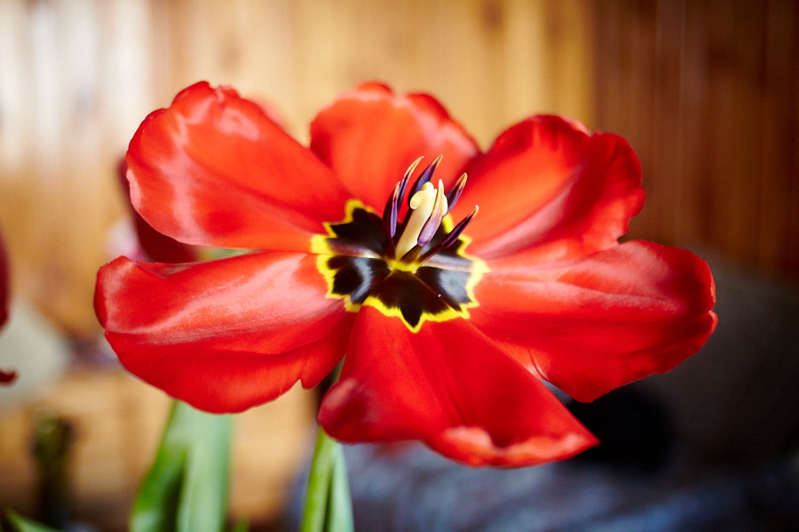 Quantaray Tech-10 2.8/24mm МС CN AF 