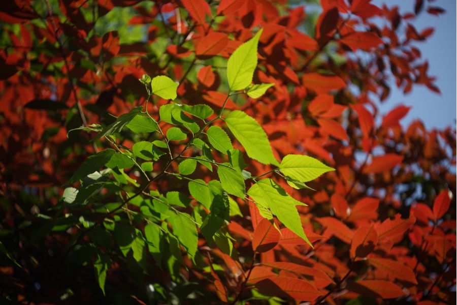 Индустар 7 3,5/10,5см (ГОМЗ, 1936)