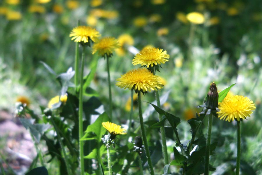 Индустар 7 3,5/10,5см (ГОМЗ, 1936)