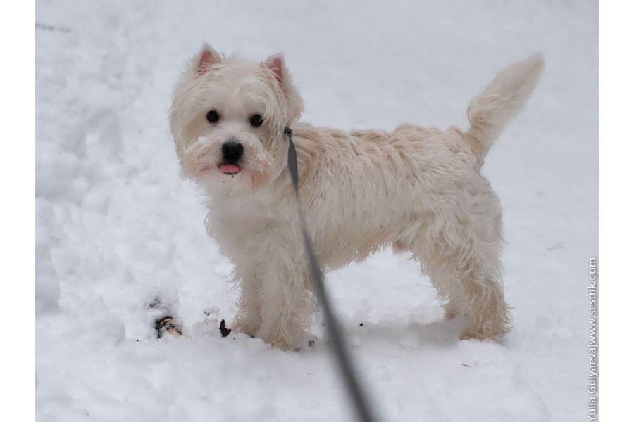 Takumar 1.4/50 SMC для Micro 4/3