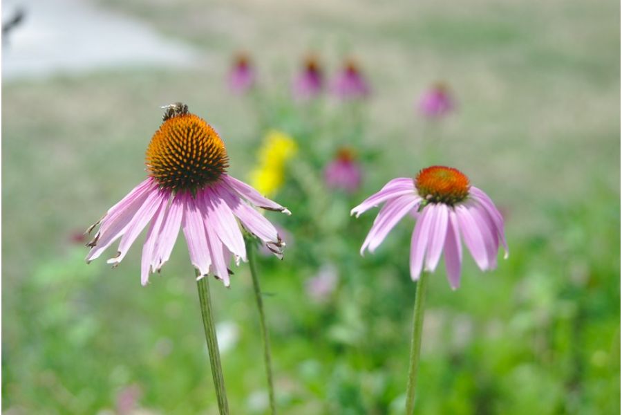 Sigma 35-70/3.5-4.5 MC for Olympus OM