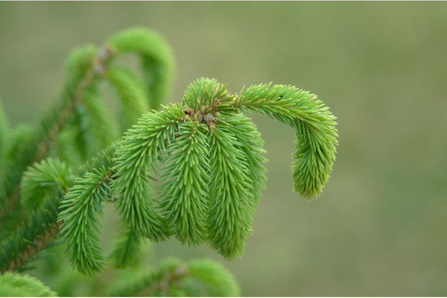 Sigma 35-70/3.5-4.5 MC for Olympus OM