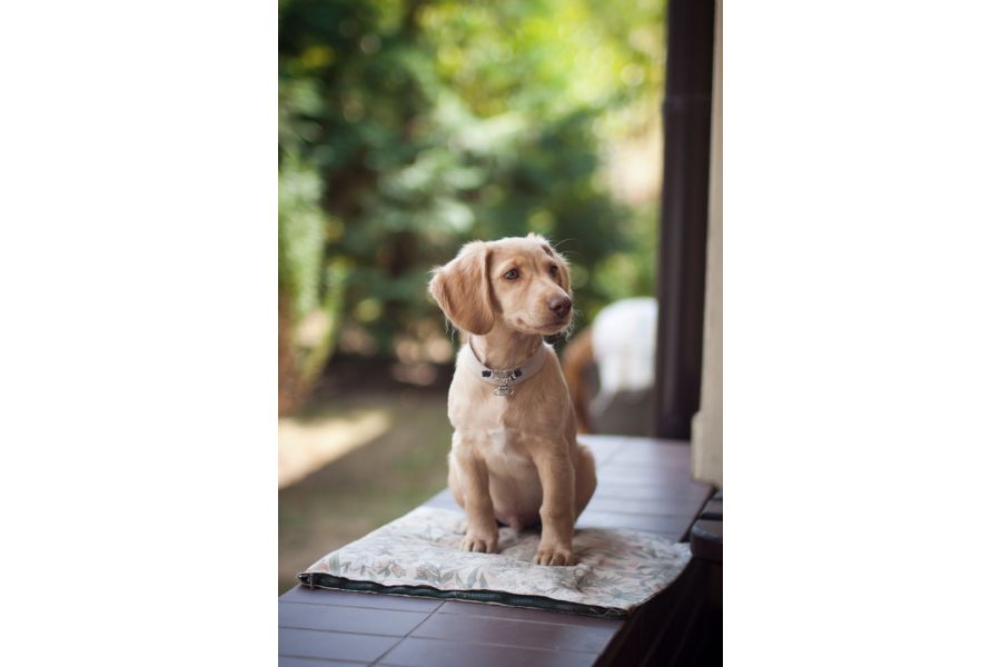 Зенитар-1Н МС/ Zenitar-1N МС 1,4/85