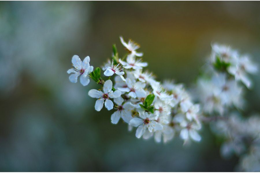 Зенитар-1Н МС/ Zenitar-1N МС 1,4/85