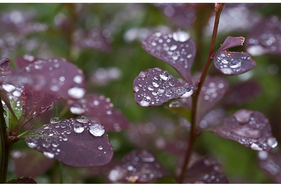 Sigma AF 70mm f/2.8 Macro EX DG Sigma SA