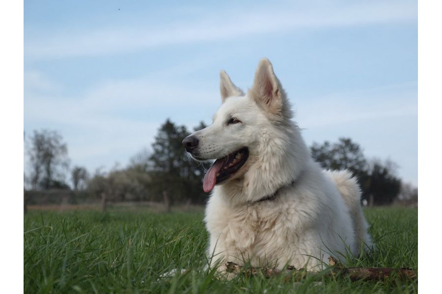 Olympus Zuiko Digital 14-54mm f/2.8-3.5