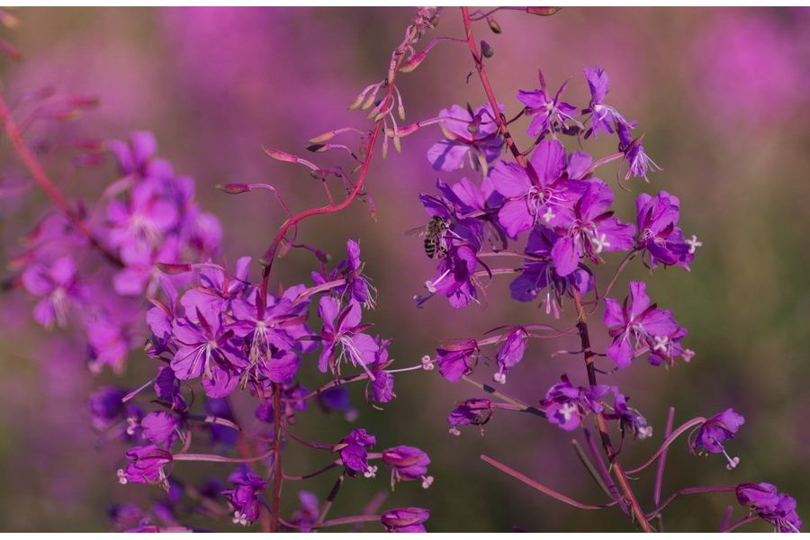 Nikkor-Q.C 3.5/135mm Nippon Kogaku Japan