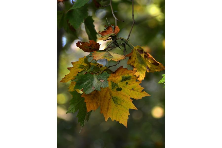 Nikkor-Q.C 3.5/135mm Nippon Kogaku Japan