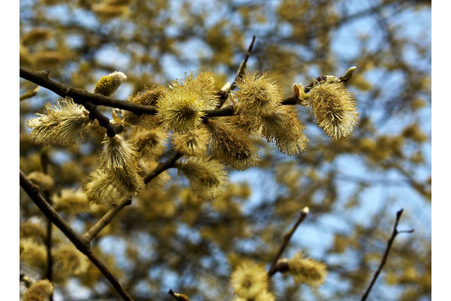 Takumar-F Zoom 28-80mm f3,5-4,5 (Japan)