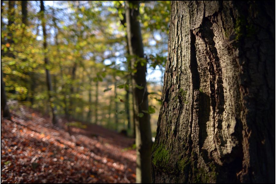 Sigma AF 28mm f/1.8 EX DG ASPHERICAL MACRO Minolta A