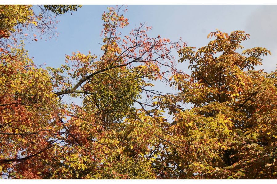 Canon EF 28-80mm 3.5-5.6 USM