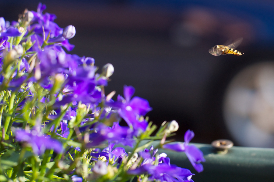 Sony 50mm f/1.4 (SAL-50F14)