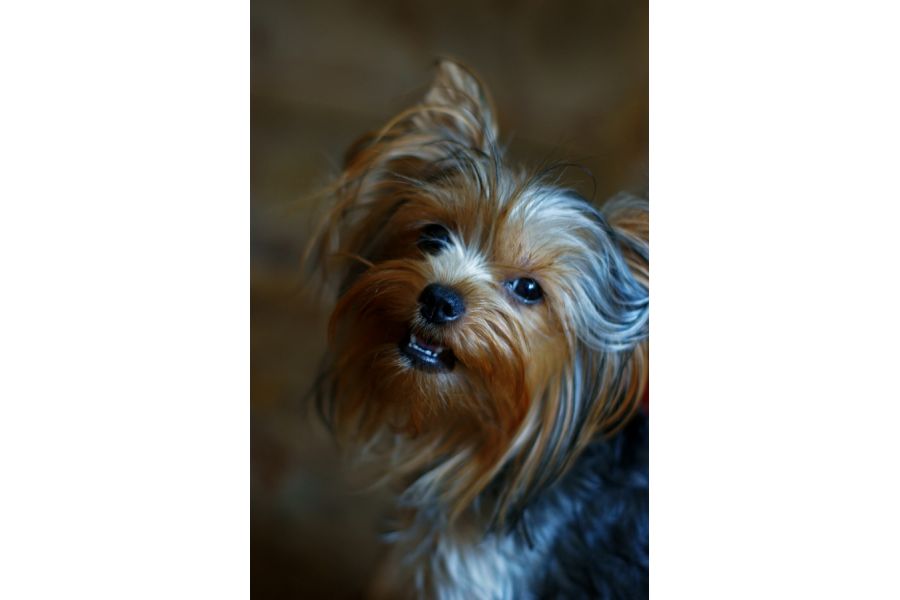 Sony 50mm f/1.4 (SAL-50F14)