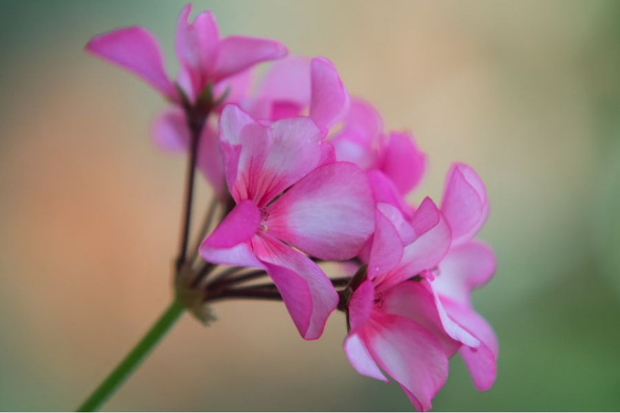 Sigma AF 70-200mm F/2.8 APO EX Sony A