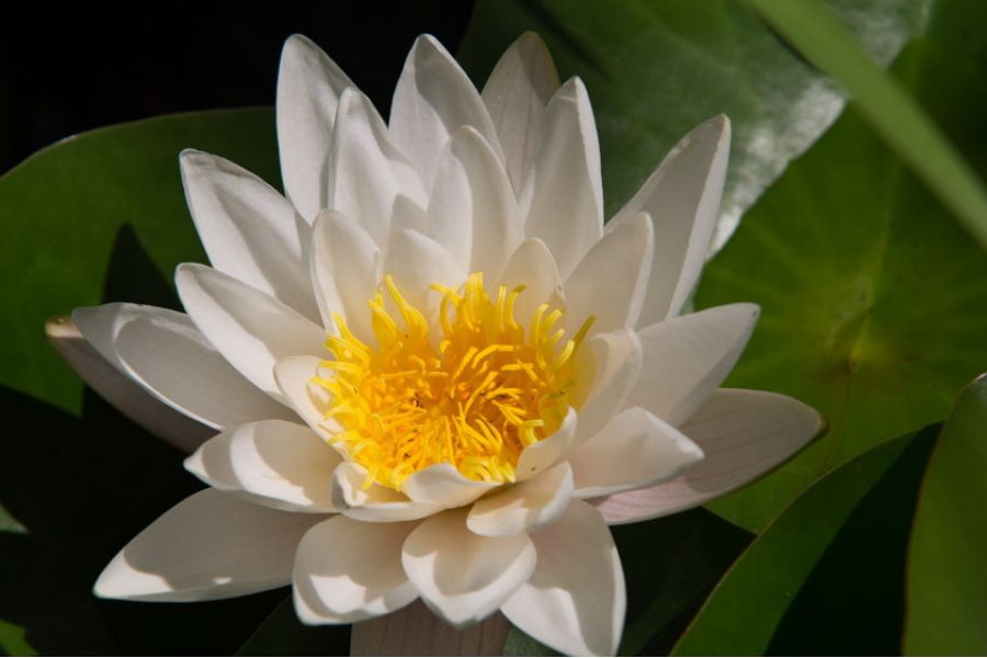 Sigma AF 70-200mm F/2.8 APO EX Sony A