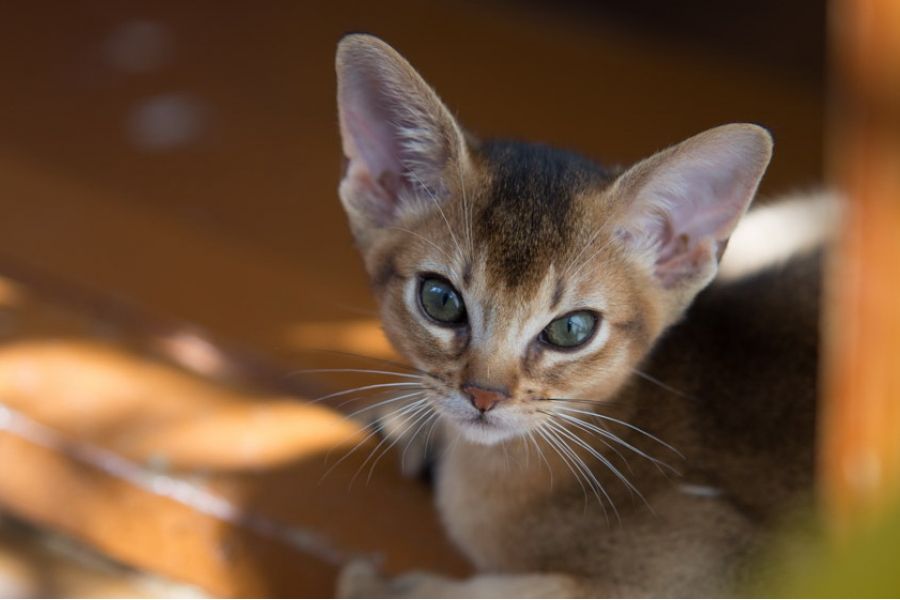 Sigma AF 70-200mm F/2.8 APO EX Sony A