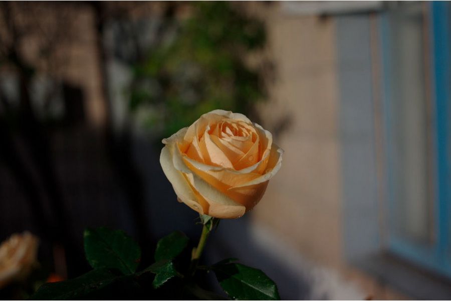 Super-Takumar 3.5/35 для Canon EOS