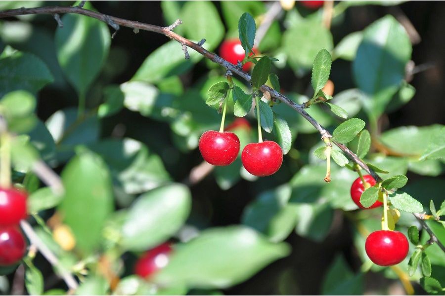 Sigma DC 18-200mm f/3.5-6.3 D неисправный