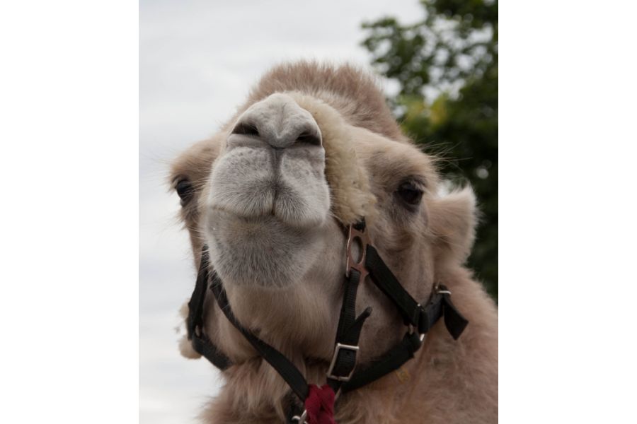 Sigma DC 18-200mm f/3.5-6.3 D неисправный