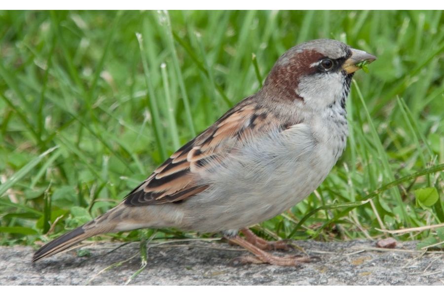 Sigma DC 18-200mm f/3.5-6.3 D неисправный