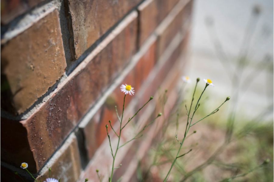 YongNuo 40mm f/2,8 Nikon F