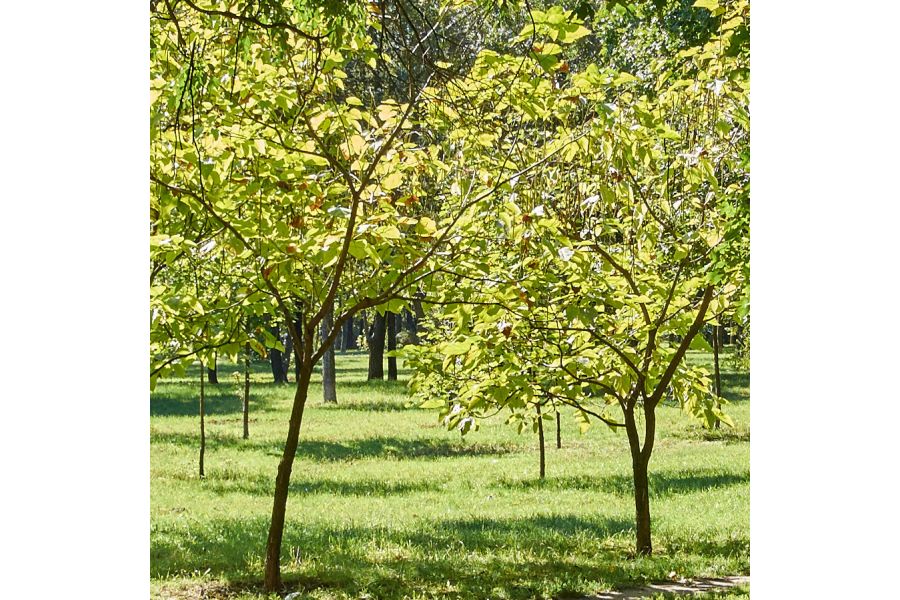 Nikon 10-30mm f/3.5-5.6 VR Nikkor 1