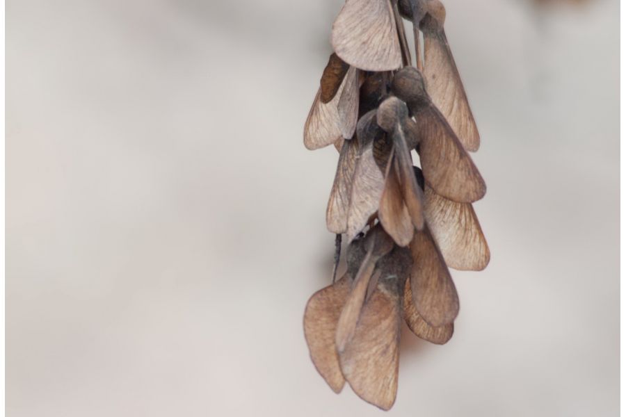 Soligor C/D 80-200mm f/4.5 MC Zoom+macro 