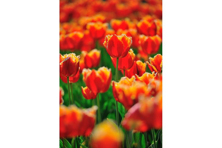 Nikon AF-S VR 70-200mm f/2.8G IF-ED