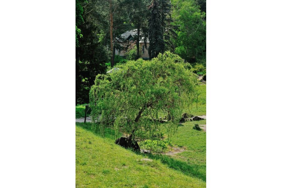 Nikon AF-S VR 70-200mm f/2.8G IF-ED