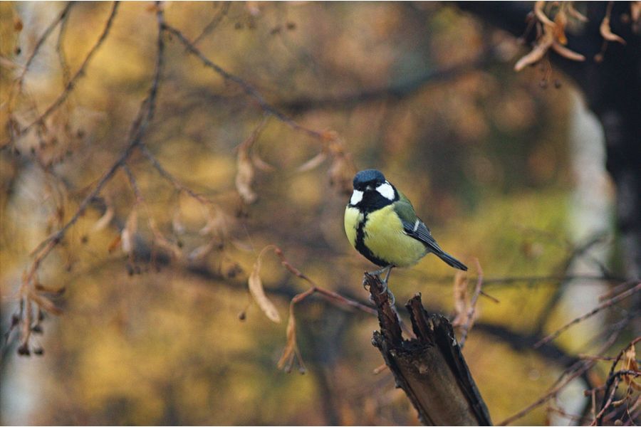 Юпитер-11 П 4/13,5см дальномер 1952г