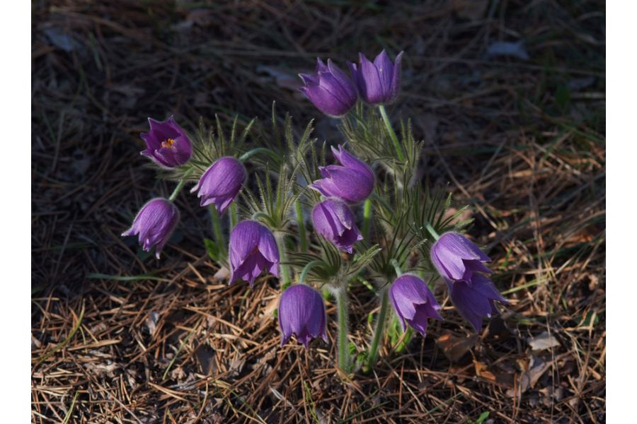 Nikon 105mm f/2.8 AF Micro Nikkor