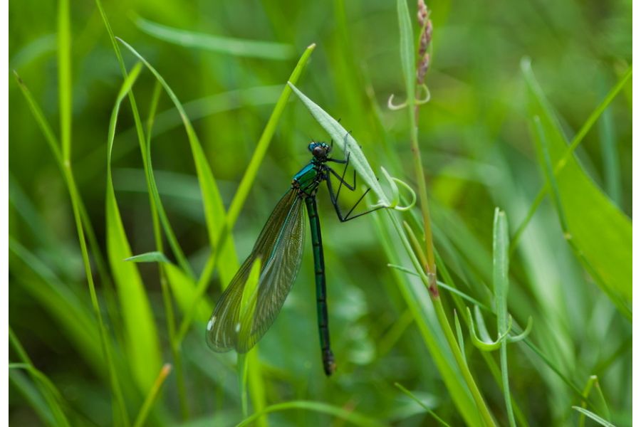 Nikon 105mm f/2.8 AF Micro Nikkor