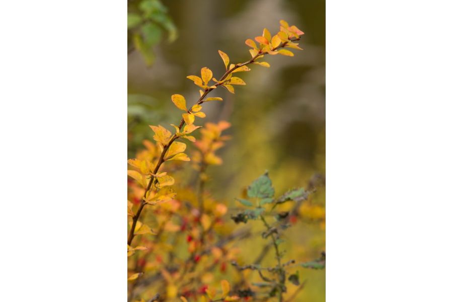 Takumar 300mm f/4 (Japan, 1963)