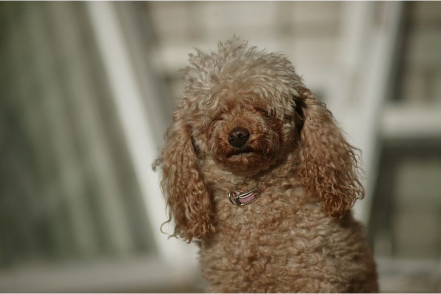 Bushnell 135mm f/2.8 Automatic