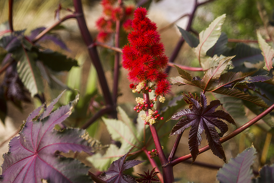 Heliar 4.5/13/5cm Voigtlander Braunschweig Compur