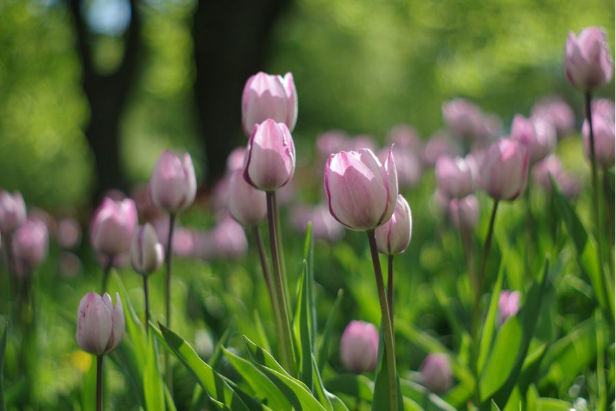 Pentax-M SMC 2/50mm для Micro 4/3