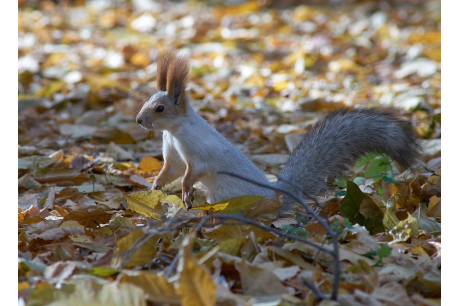 Minolta MD Zoom 70-210mm/4,5-5,6