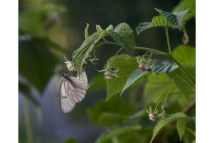 Minolta MD Zoom 70-210mm/4,5-5,6