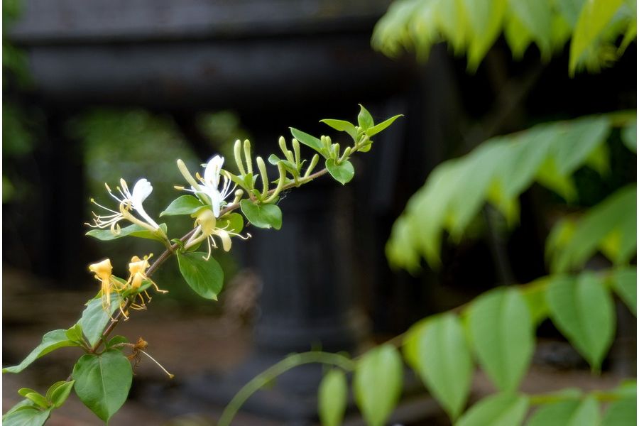 Nikkor 28-100mm 3.5-5.6G AF Nikon штатный объектив