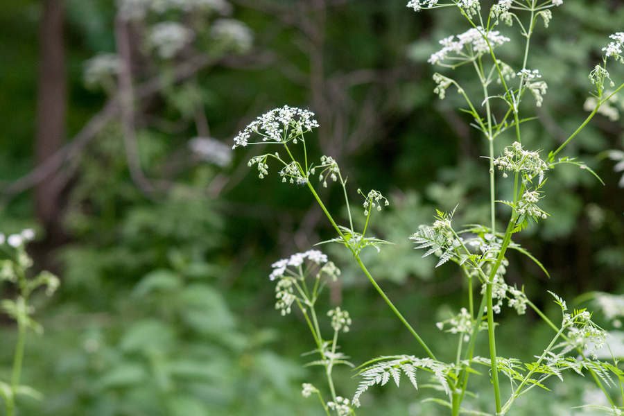 Nikon 105mm f/1.8 Nikkor (Japan, 1980)
