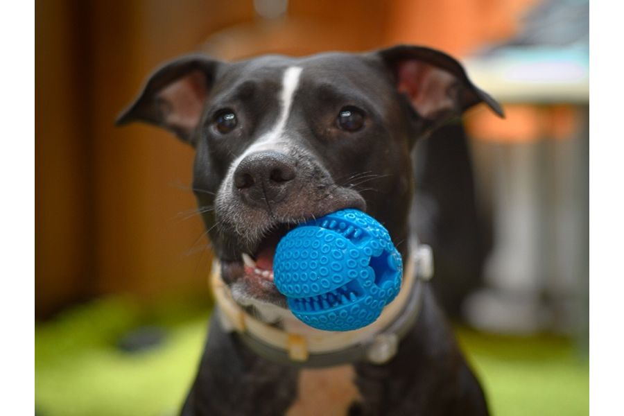 Jena Biotar 2/58 (Germany,1955)