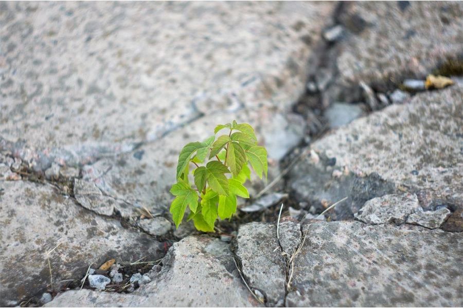 Jena Biotar 2/58 (Germany,1955)